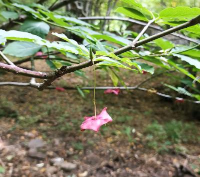 Прикрепленное изображение: 2ber.jpg